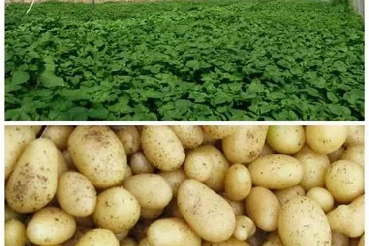 土豆什么时间冲施钾肥？