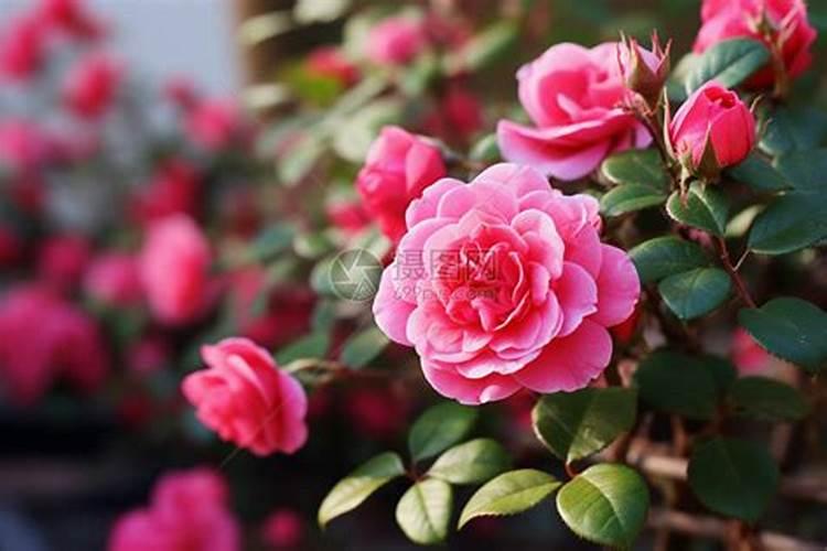花瓣可以放花盆里当肥吗