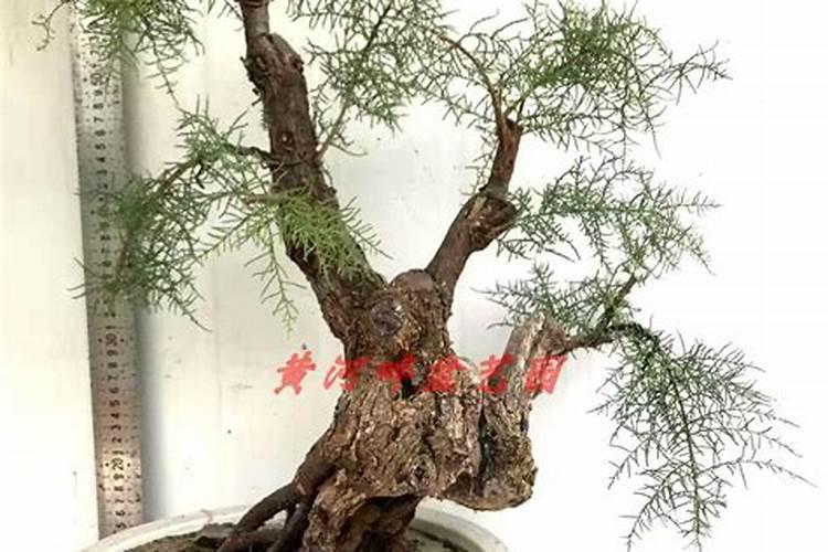 哪些花卉不能用硫酸亚铁