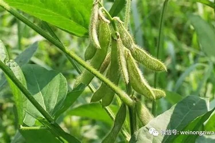 水溶肥辣椒田喷施用量