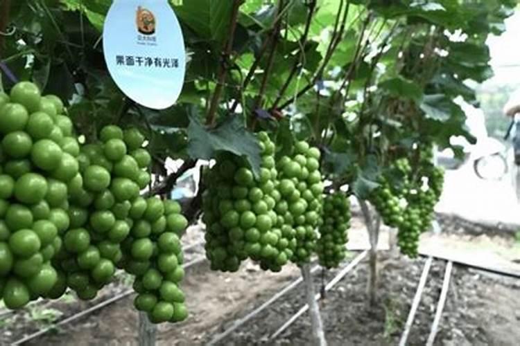 葡萄花后芸苔素内酯使用方法