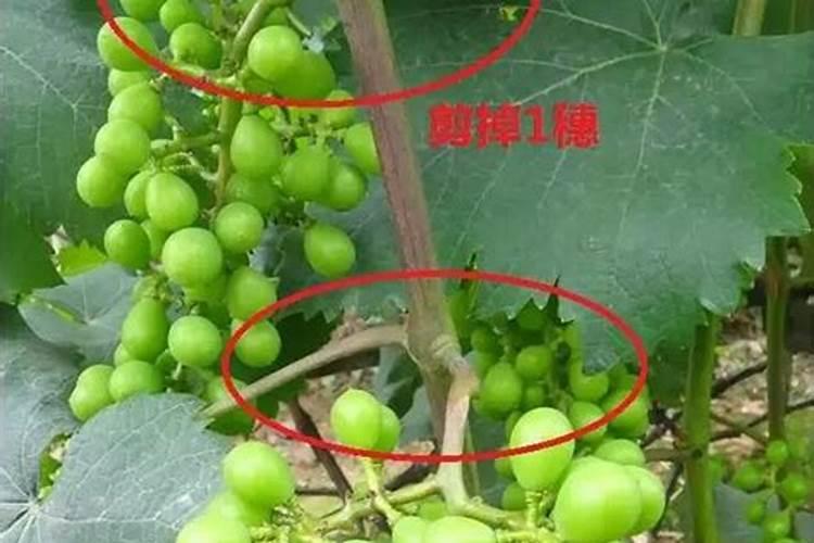 解除除草剂药害特效药