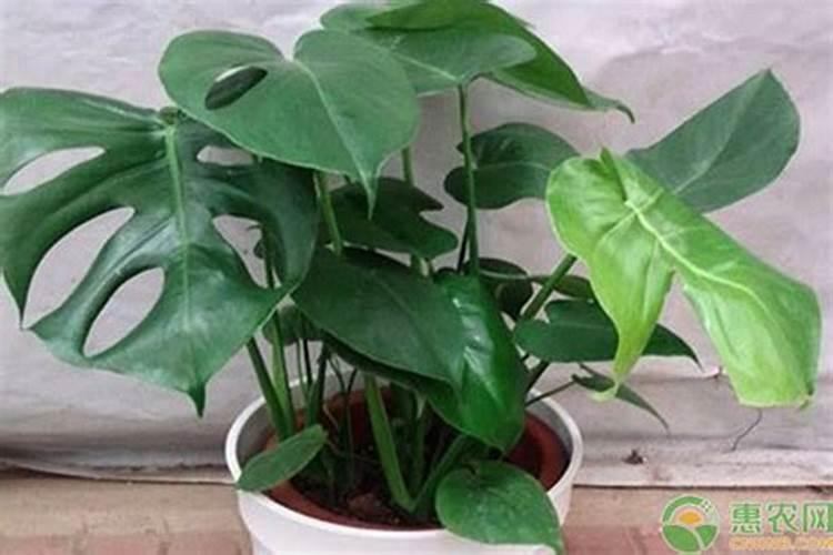 葡萄坐果后施什么肥料