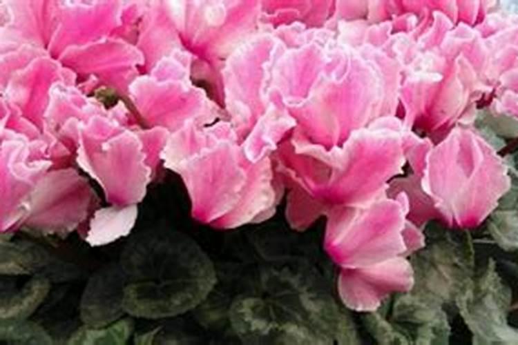 牡丹叶面肥打什么