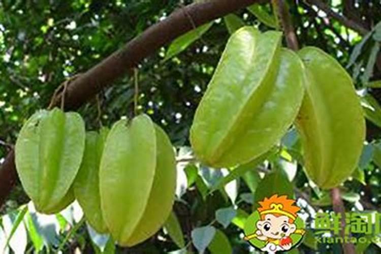 中安2号水稻品种介绍