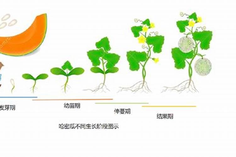 哈密瓜僵苗后怎么处理