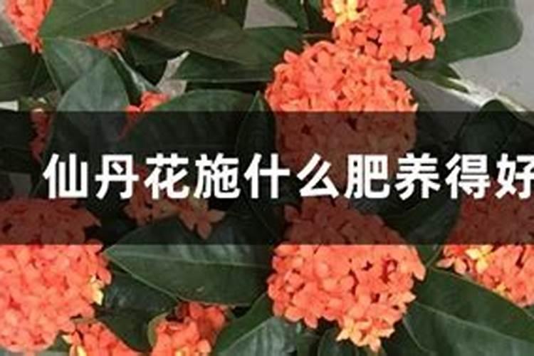 秋季养花的施肥方法