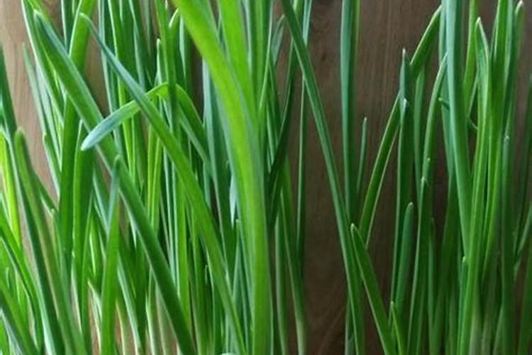 大蒜植株矮小是怎么回事？