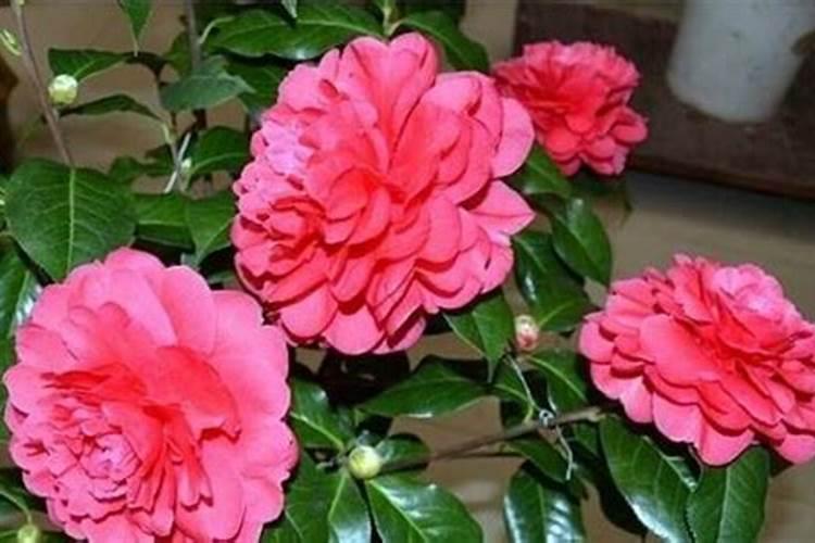 情深深雨蒙蒙中依萍弹钢琴时唱的歌叫什么名字？