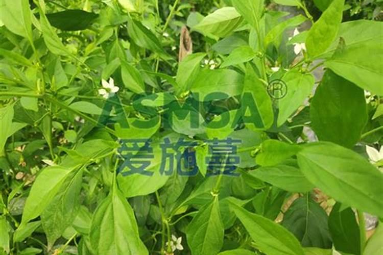 万农灵木醋液厂家直销