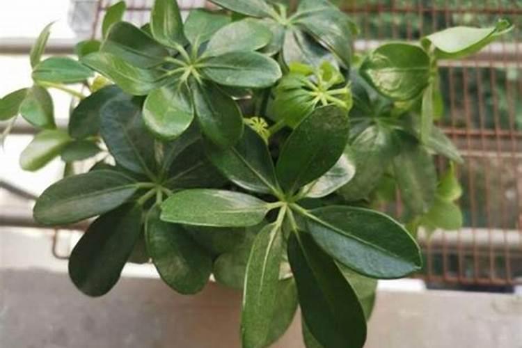 绿植夏天能施肥吗