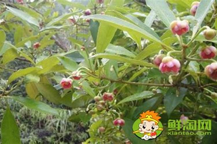 菜花为什么光长叶子不长花
