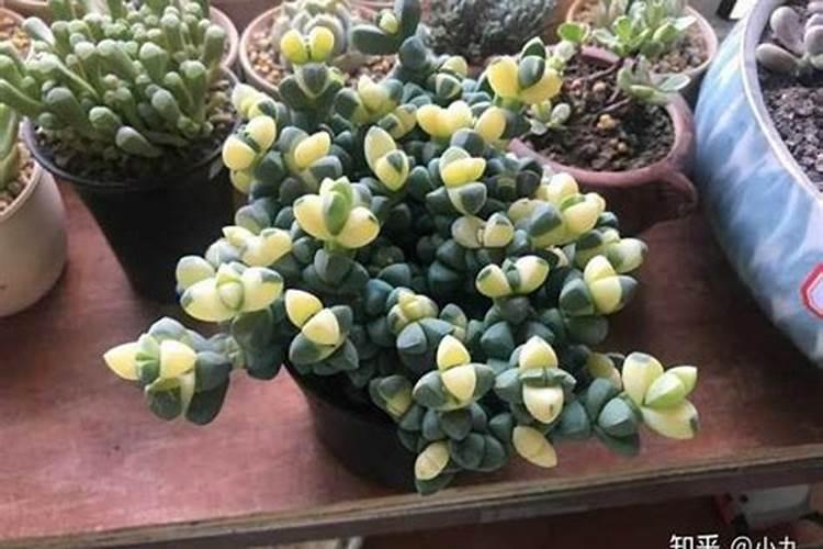 高氮水溶肥有什么效果