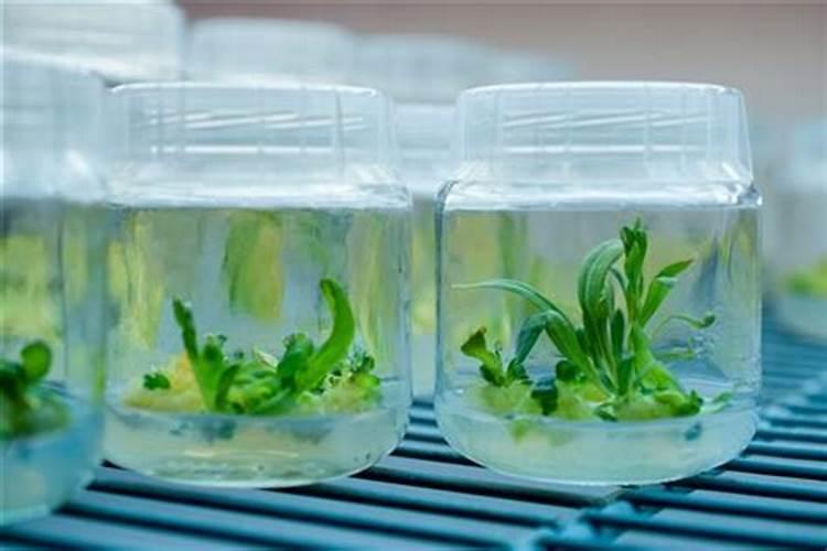 水溶肥的配方和制作方法