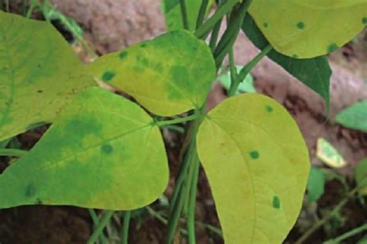 水稻精确定量栽培中如何合理确定氮肥用量？