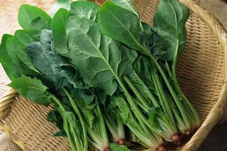 种菠菜用什么肥料