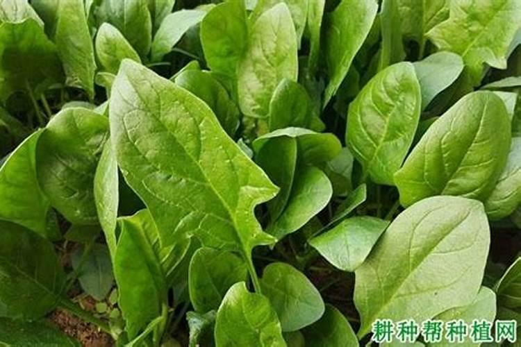 种菠菜用什么肥料 四季应该怎么办