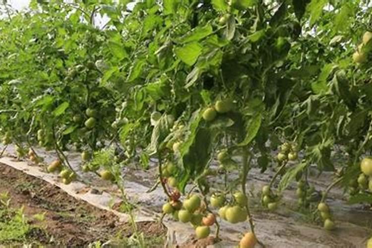 番茄什么时候施肥 番茄施肥时间及方法