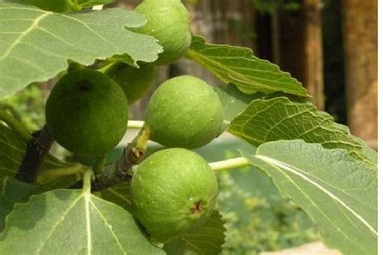 无花果结果期间施什么肥
