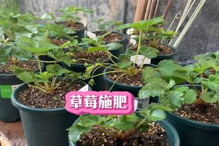 刚栽的菜苗应怎么浇水和追肥