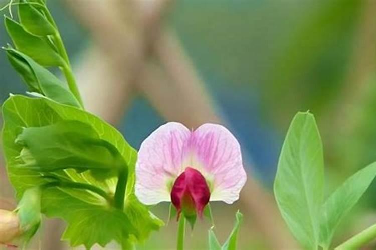 种豌豆尖用什么肥料