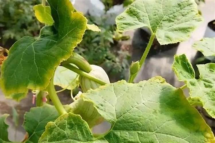 黄瓜缺磷瓜条什么表现？