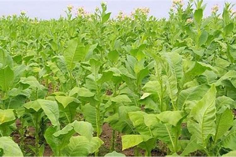 芹菜能不能用氯化钾肥料 怎么施肥效果好