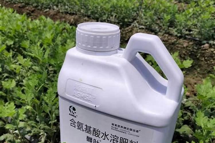 幸福树怎么养护生根杀菌 幸福树如何养护生根杀菌