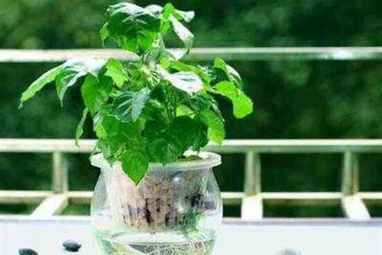 幸福树用啥肥料好