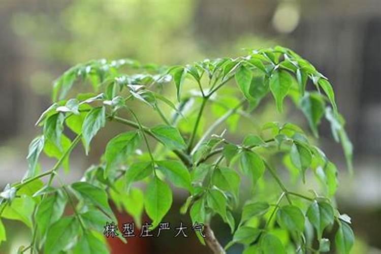幸福树花肥制作与使用方法