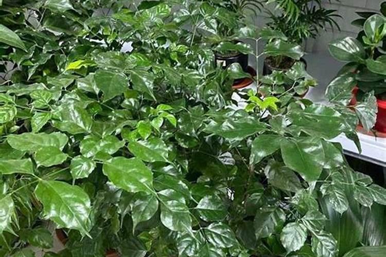 幸福树用什么肥料才能旺盛