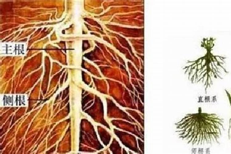 水溶肥什么牌子靠谱？