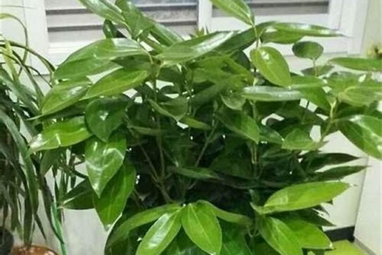 水果榨汁后糖分会升高吗？为什么？