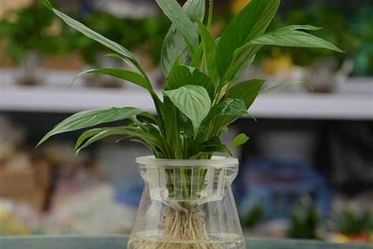 水培植物怎么施肥 水培植物如何施肥