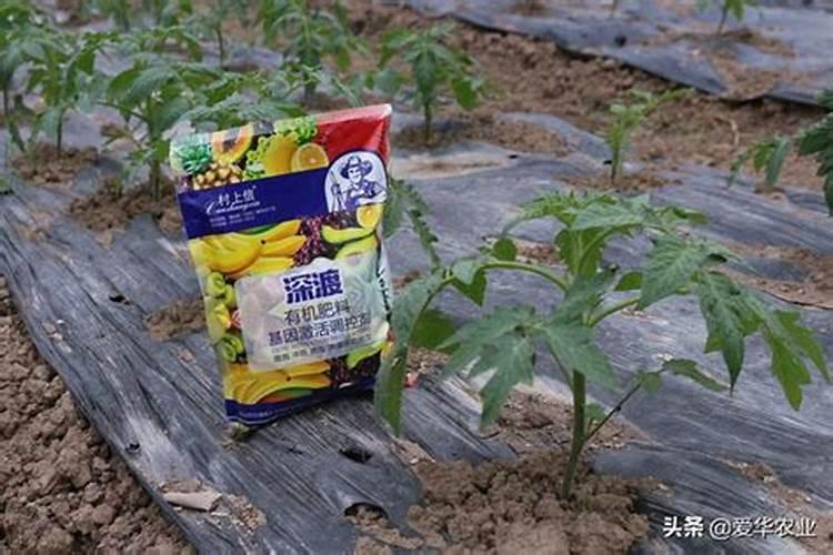氮肥和磷肥还有钾肥,哪一种肥料对植物的生长好处最大呢