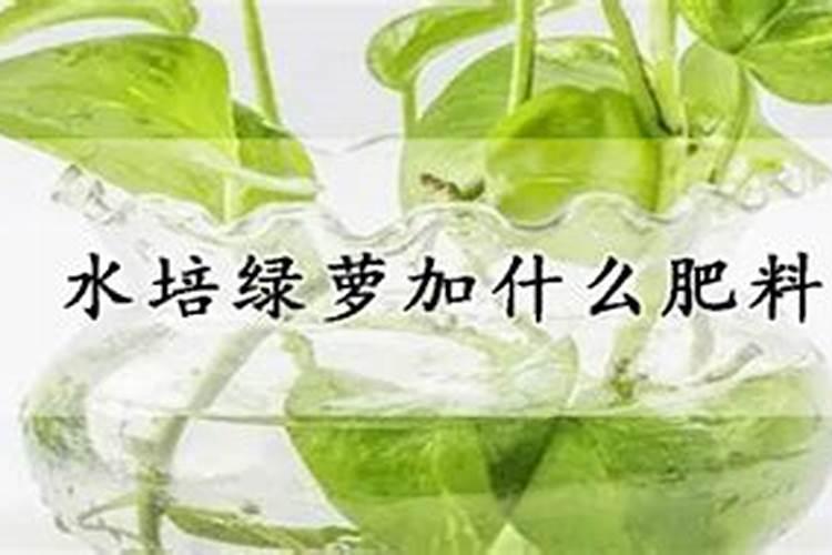 水培绿萝施什么肥？