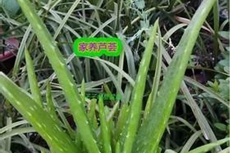 芦荟叶子干瘪怎么回事