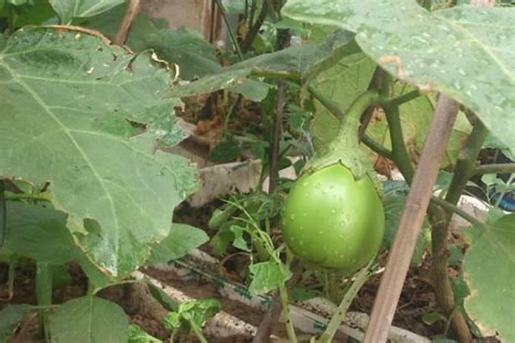 白菜施什么肥好