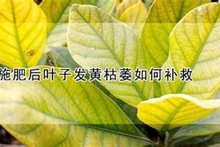 钙肥有哪些种类？