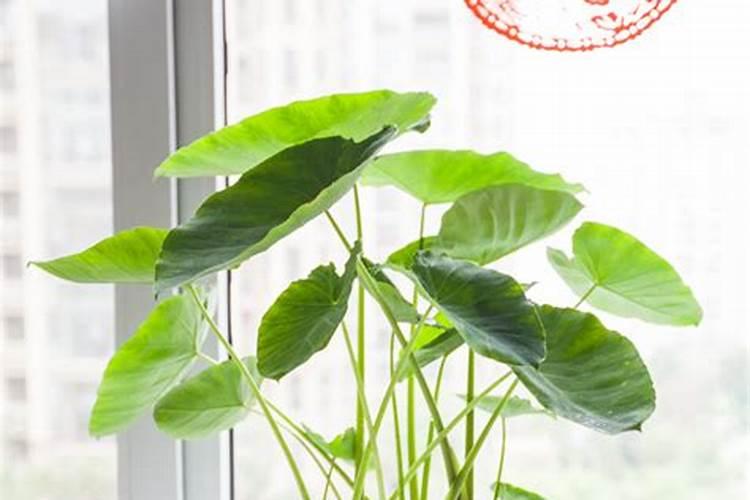 芋头八月份还可以施肥吗？