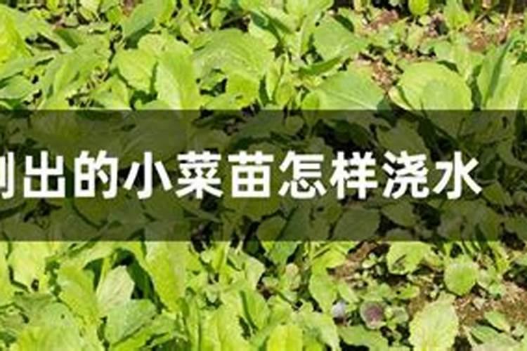 小菜苗发芽后几天施肥好