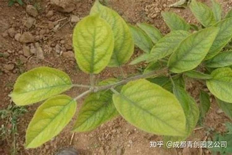 我家罗汉松因施肥过多导致叶子枯萎,怎样养活？