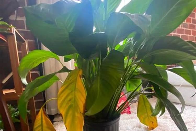 植物肥料过多枯萎了怎么办 植物肥料过多枯萎了解决办法