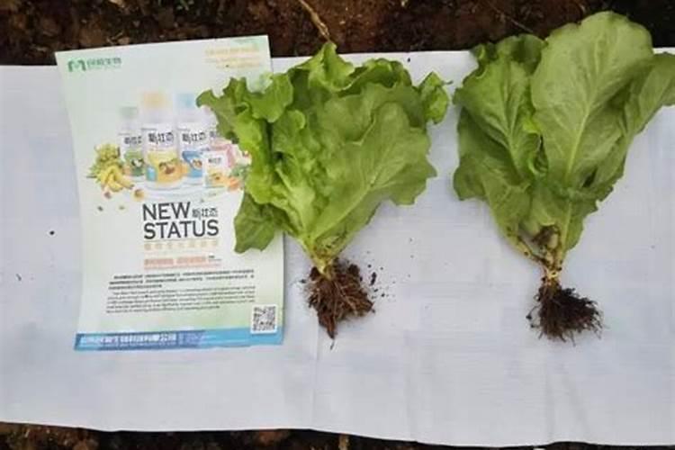 小麦专用叶面肥能不能用在棉花上呢