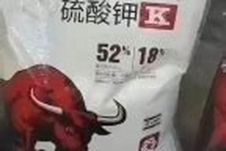 打什么叶面肥使西红柿着色好