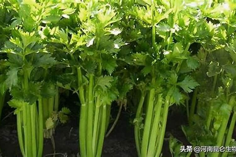 芹菜浇什么肥料好