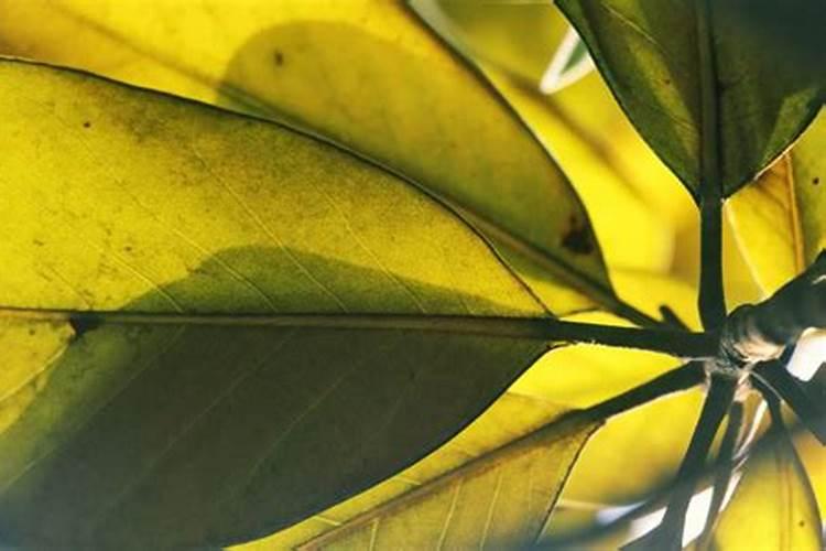 土地不肥沃种植栀子花怎么养