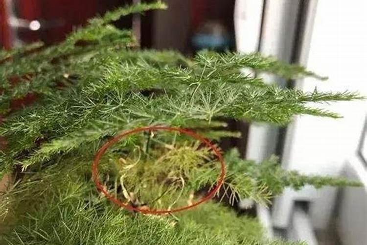 茄子种植怎么施肥才能高产