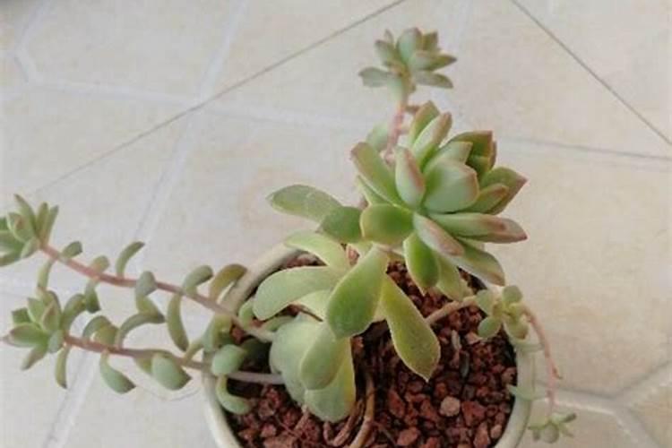 牛奶可以浇多肉植物吗 牛奶能不能浇多肉植物