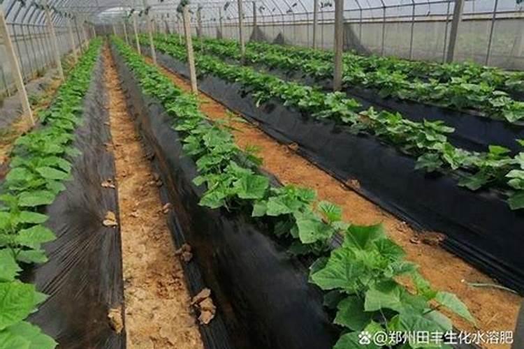 怎么让黄瓜苗粗壮